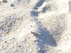 Sphingonotus imitans