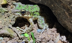 Odorrana tianmuii