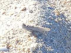 Sphingonotus imitans