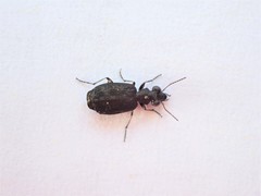 Scopodes