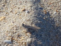 Sphingonotus imitans
