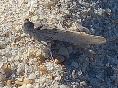 Sphingonotus imitans