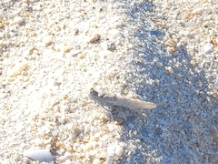 Sphingonotus imitans