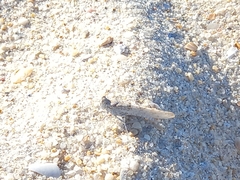 Sphingonotus imitans