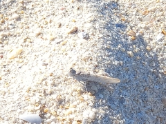 Sphingonotus imitans