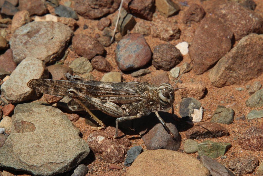 Brown Locust