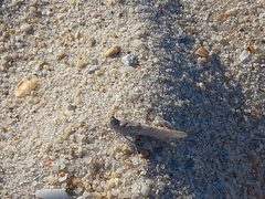 Sphingonotus imitans