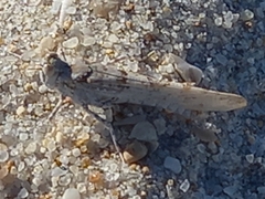 Sphingonotus imitans