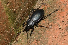 Carabus scheidleri
