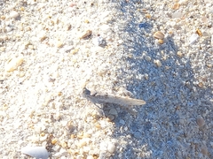 Sphingonotus imitans