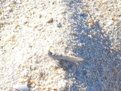 Sphingonotus imitans