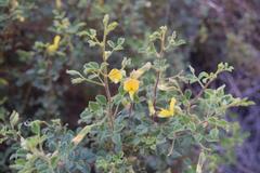 Rhynchosia schlechteri