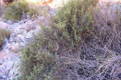 Rhynchosia schlechteri