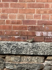 Passer domesticus domesticus