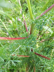 Anacyclus radiatus