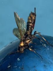 Eriotremex formosanus