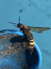 Eriotremex formosanus