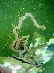 Cameraria tubiferella