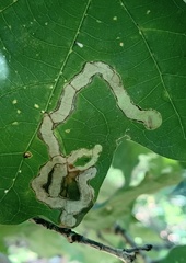 Cameraria tubiferella