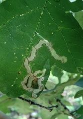 Cameraria tubiferella