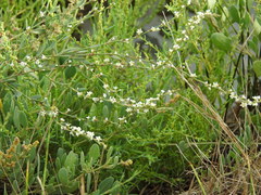 Polygonum equisetiforme