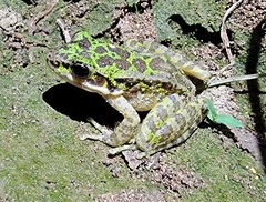 Odorrana tianmuii