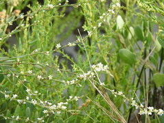 Polygonum equisetiforme