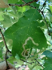 Cameraria tubiferella