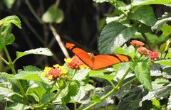 Dryas iulia