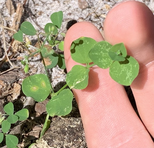 Drymaria cordata image