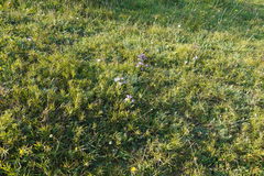 Gentianella austriaca