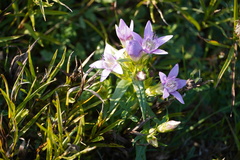 Gentianella austriaca