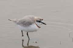 Charadrius pallidus pallidus