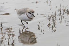 Charadrius pallidus pallidus