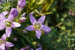 Gentianella austriaca