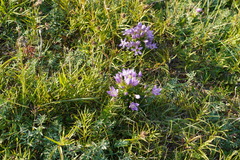 Gentianella austriaca