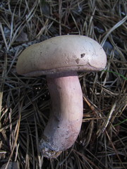 Tylopilus violatinctus