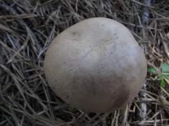 Tylopilus violatinctus
