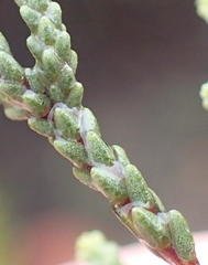 Diosma prama
