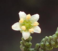 Diosma prama