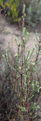 Diosma prama