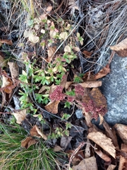 Hylotelephium cyaneum