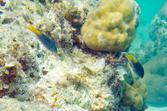 Neopomacentrus azysron