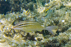 Parupeneus ciliatus