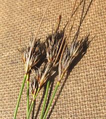 Schoenus compactus