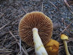 Cortinarius lewisii