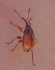 Nanophyinae