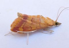 Pyrausta pseudonythesalis
