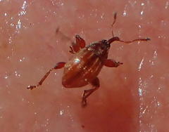 Nanophyinae