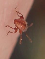 Nanophyinae